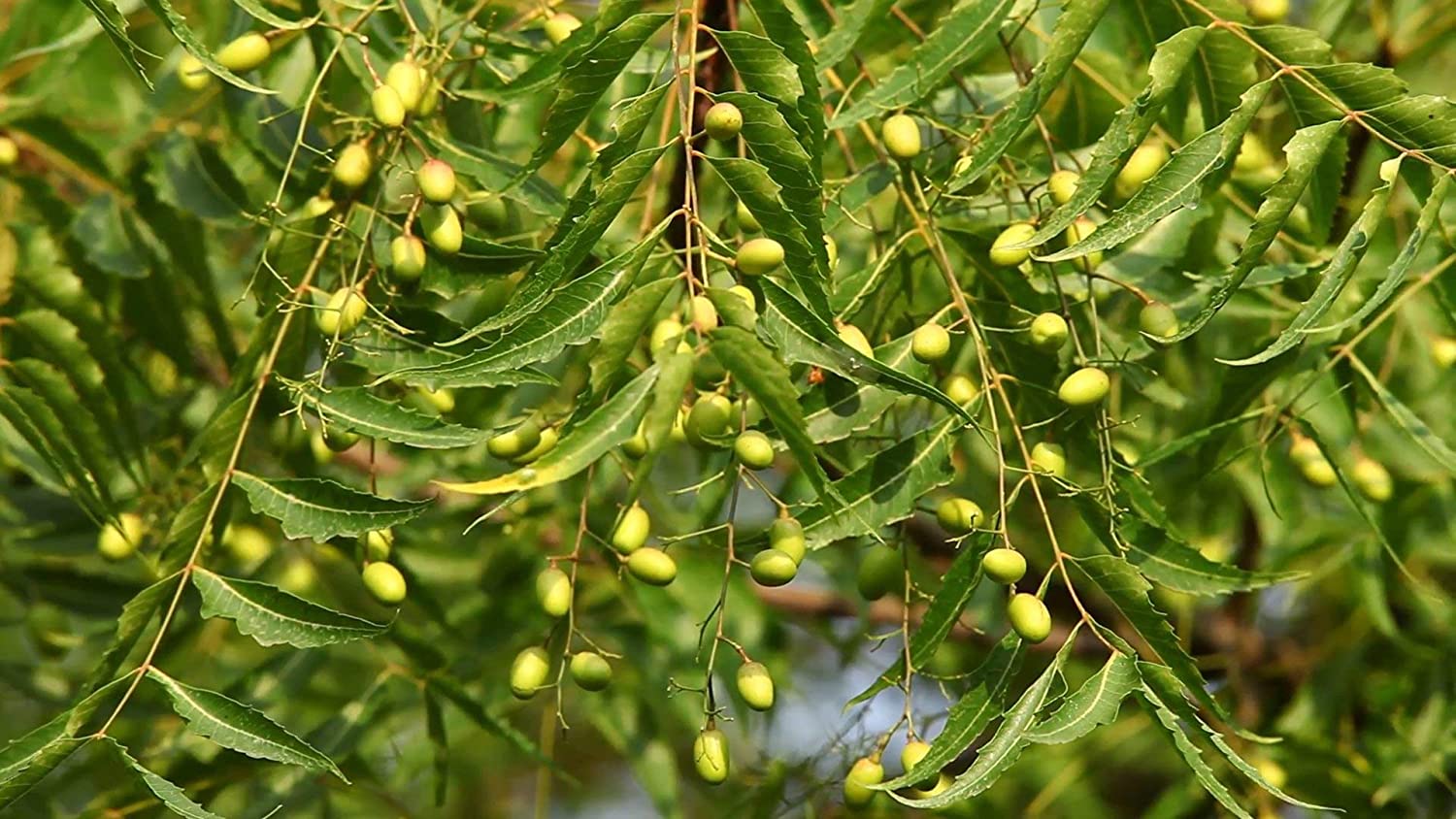 neem-cake-insetticida-naturale-neem-italia-di-amonti-enrico